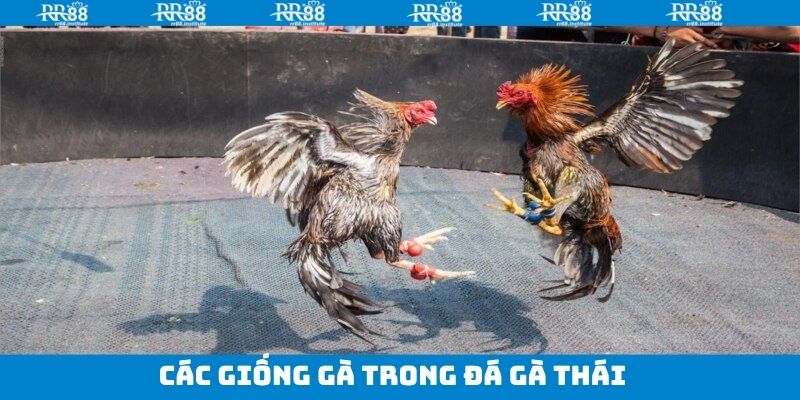 Ba giống gà phổ biến nhất trong đá gà Thái