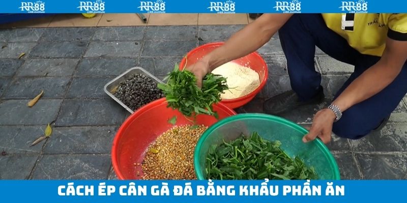 Cách ép cân gà đá bằng giảm khẩu phần ăn hợp lý