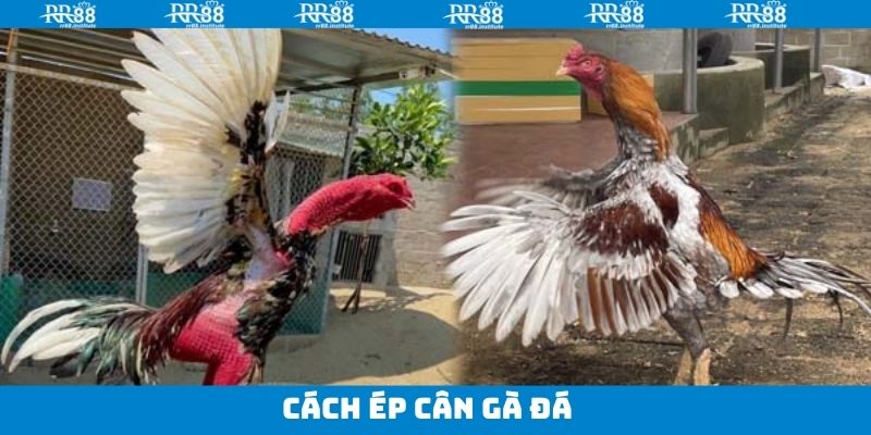 Cách Ép Cân Gà Đá - Bí Kíp Giúp Chiến Kê Sung Mãnh Vào Trận