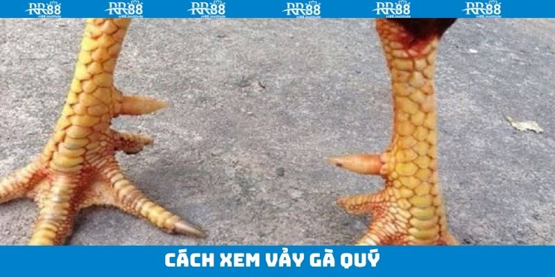 Mẹo tìm chiến kê đá hay dành cho thành viên