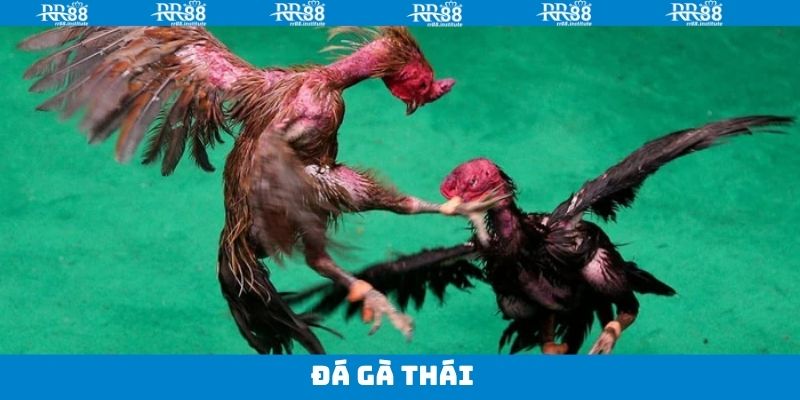 Đá Gà Thái - Trải Nghiệm Những Trận Đấu Kịch Tính Tại RR88