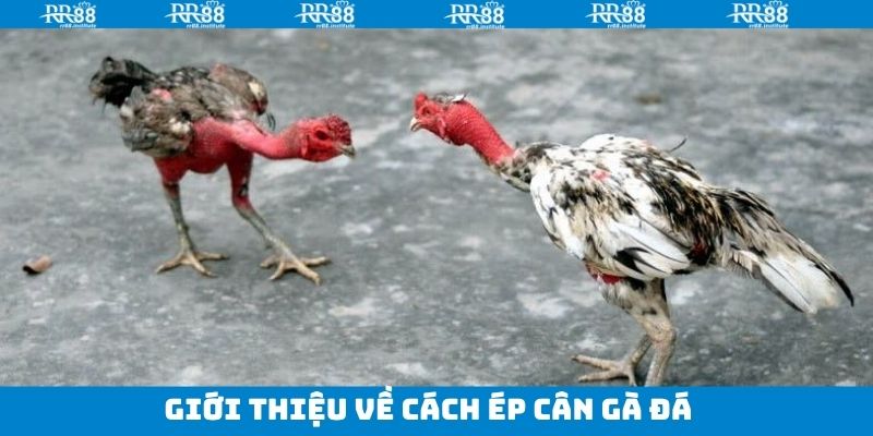 Giải thích đôi chút về ép cân gà đá