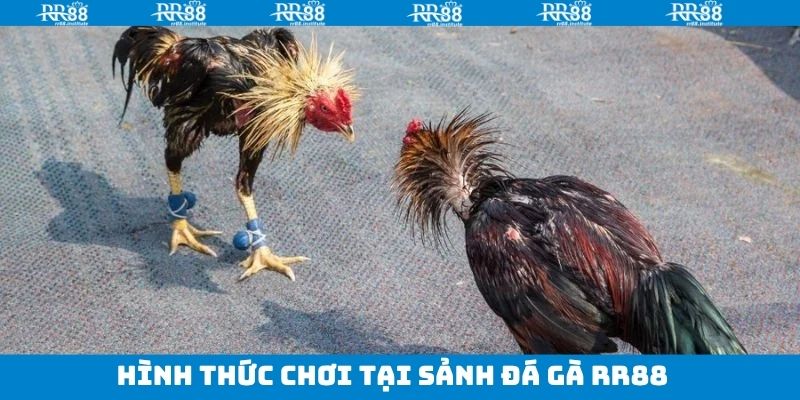 Đá Gà RR88 - Trải Nghiệm Trận Đấu Chọi Gà Kịch Tính, Nảy Lửa 3 Tổng hợp các hình thức đá gà RR88 ưa chuộng nhất