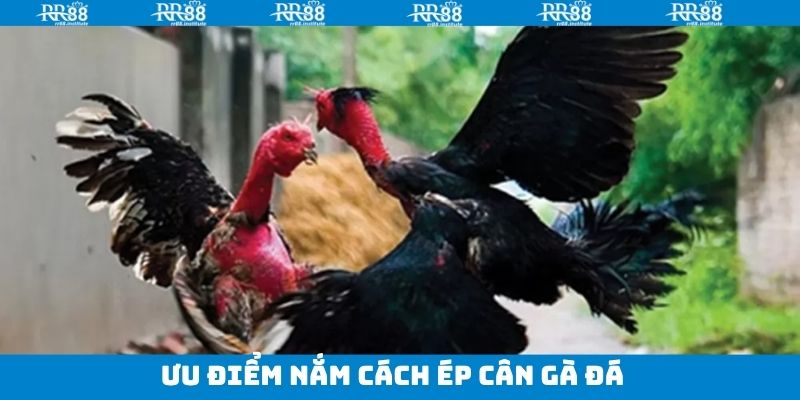 Bảo vệ thể lực và độ bền cho chiến kê