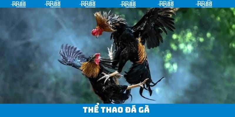 Thể Thao Đá Gà - Nhận Quà Bất Tận Khi Đặt Cược Tại RR88 7 Thể Thao Đá Gà - Nhận Quà Bất Tận Khi Đặt Cược Tại RR88