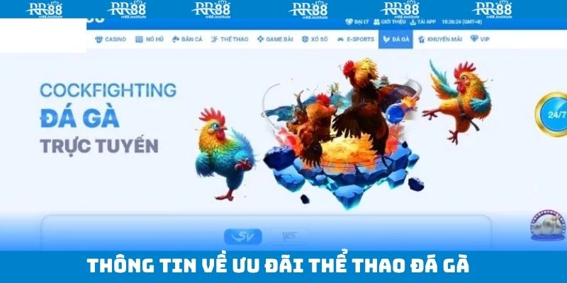 Giới thiệu về ưu đãi thể thao đá gà