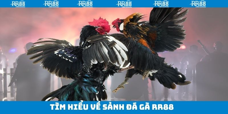 Đá Gà RR88 - Trải Nghiệm Trận Đấu Chọi Gà Kịch Tính, Nảy Lửa 1 Sơ lược về bộ môn đá gà RR88 hấp dẫn