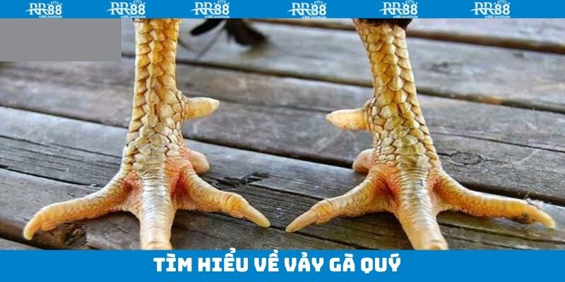 Tìm hiểu thông tin chung về vảy gà quý