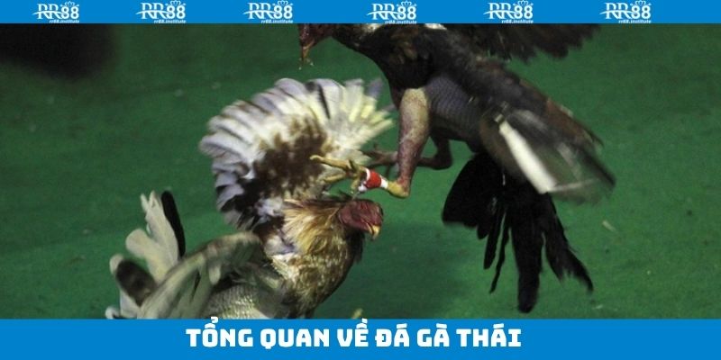 Thông tin tổng quan về loại hình đá gà Thái