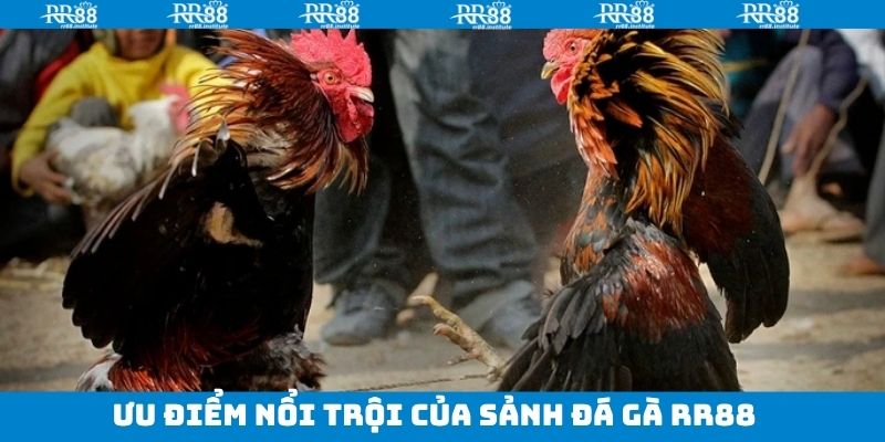 Đá Gà RR88 - Trải Nghiệm Trận Đấu Chọi Gà Kịch Tính, Nảy Lửa 2 Những ưu điểm nổi trội khi tham gia đá gà tại RR88