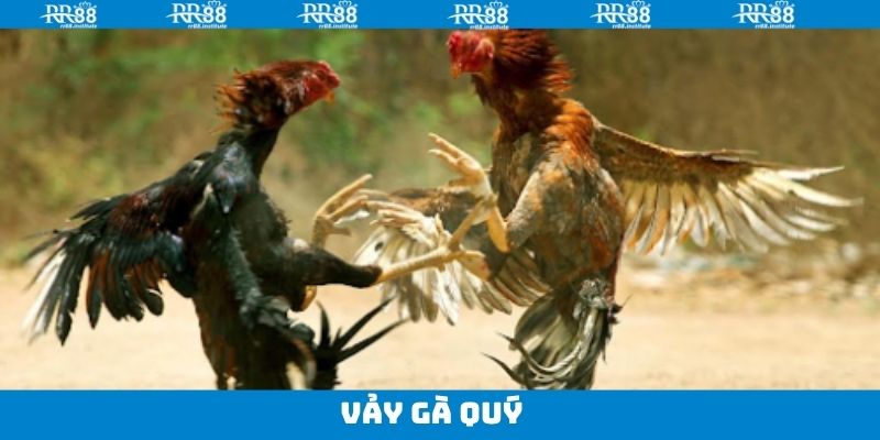 Vảy Gà Quý - Mẹo Tìm Chiến Kê Mà Ai Cũng Muốn Sở Hữu 4 Vảy Gà Quý - Mẹo Tìm Chiến Kê Mà Ai Cũng Muốn Sở Hữu